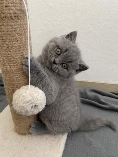 BKH lilac Blue lilac Blue Kitten Kätzchen Katze Babykatze geimpft entwurmt