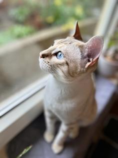 Snow Bengal Siam Kitten