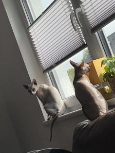 Don Sphynx und Canadian Sphynx aus privaten Gründen abzugeben