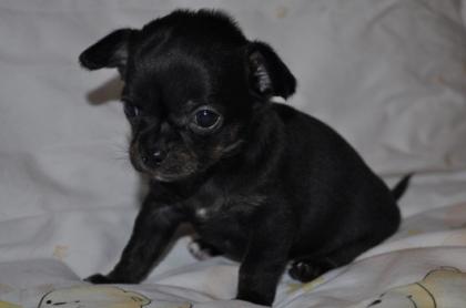Chihuahua Welpen mädschen sucht noch liebes zuhause