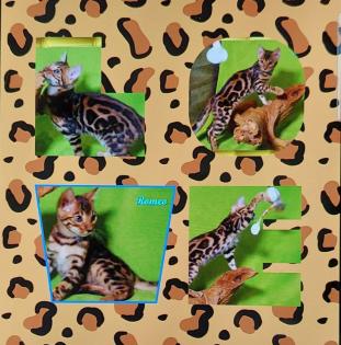 Exklusiver und pfiffiger Bengal Kater, Donat Rosetten, Eyecatcher, unkastriert