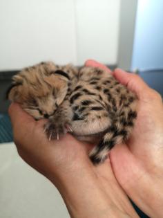 Serval / Servale Kitten abzugeben
