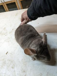 Langschwanz Chinchillas