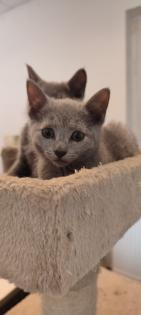 Russisch blau Kitten reinrassig 20. 11. 2024