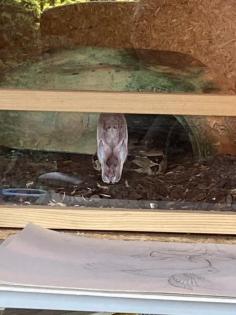 Boa Constrictor inklusive Terrarium