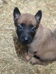 Malinois Welpen zu verkaufen