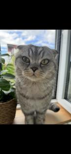 BKH SF Katerchen sucht neues Zuhause