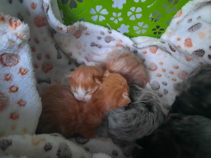 Maine Coon Kitten ab der 12 Woche