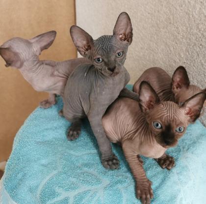 Zuckersüße KanadiaSphynx Kitten