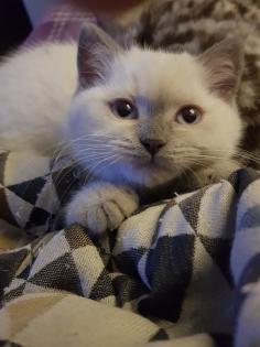 BKH Kitten Britisch Kurzhaar