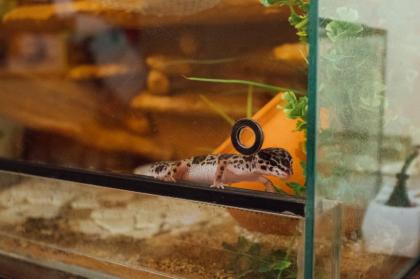 Terrarium mit 3 Leopardgeckos weibl. 0. 1