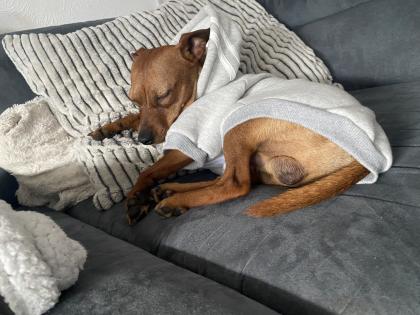 Deckrüde / wunderschöner Zwergpinscher
