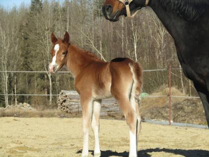 Typvolles Reitpony-Hengstfohlen mit sehr guten Grundgangarten