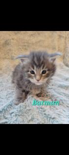 Maine Coon Kitten reinrassig