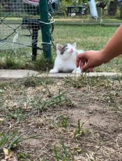 Kleine BKH-Mix Kitten