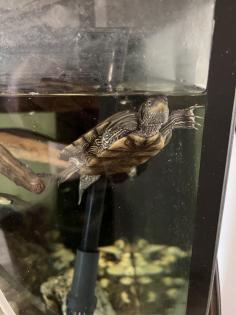 Wasserschildkröte Mississippi Höckerschildkröte