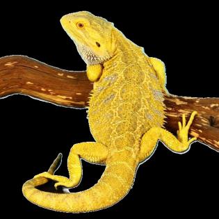 Suche intensiv gelbe Farb-Bartagamen z B. Citrus, Citrus Hypo Leatherback, etc.
