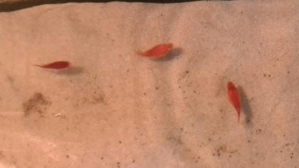 Zierfisch Gubbys, versch.