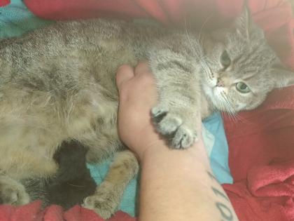BKH/EHK Mix Kater ab 18. 10 abgabebereit