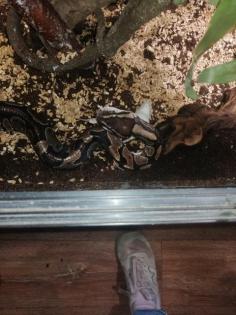 3 konigspyton und xl terrarium