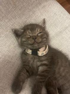 Noch 5 BKH/BLH Mix Kitten
