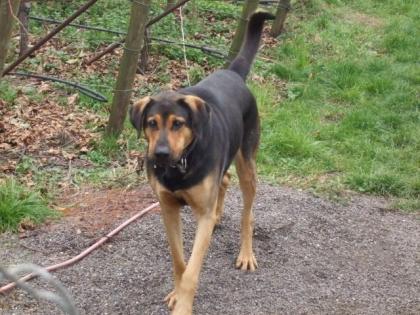 Schäferhund-Dobermann-Mix sucht neues Zuhause
