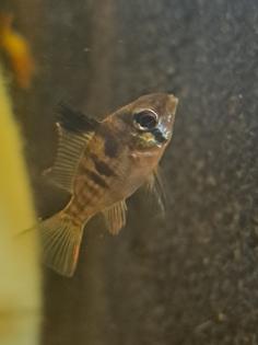 Mikrogeophagus altispinosus Bolivianischer Schmetterlingsbuntbarsch