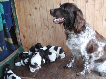 Kleine Münsterländer Welpen zu verkaufen