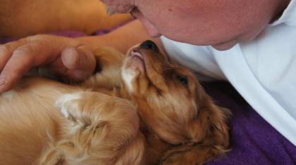 Cocker Spaniel Welpen