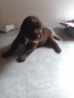 Labrador Welpen