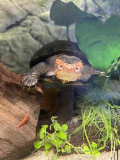 Kinosternon Cruentatum, Rotwangen Klappschildkröte Guatemala