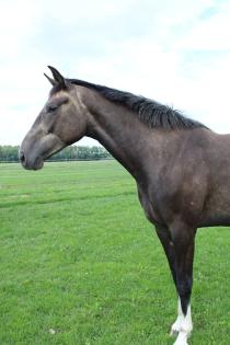 Stute, Pferd, Zweijährige Stute