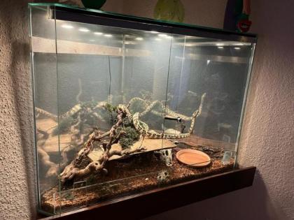 Teppichpython Jaguar - Morelia Spilota