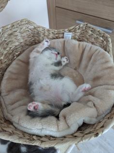 BKH Kitten reinrassig abholbereit