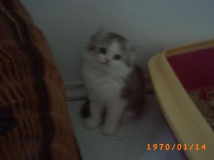 1 süßen Perserkater abzugeben