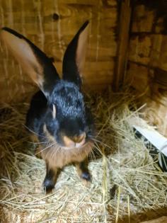 Hasenkaninchen rotbraun/Lohfarbig