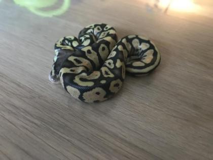 Lemon Pastel Granite HDGW Fader 50 het. Piebald 4 female python regius