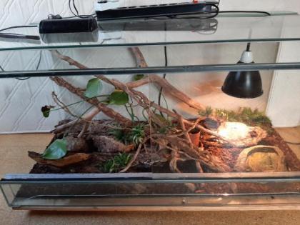 Kornnatter mit Terrarium abzugeben