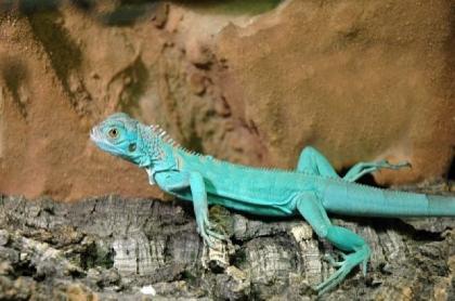 Blauer Leguan iguana Iguana
