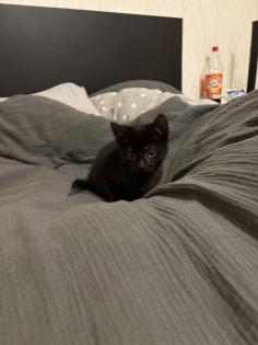 Katzen Babys mischlinge