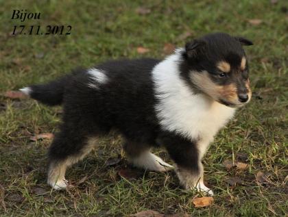 Wir haben Colliewelpen in darksabel tricolour Papiere VDH / CfbrH