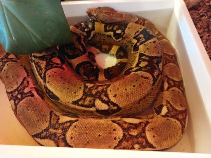 Verkaufe Boa Imperator Männchen Terrarium