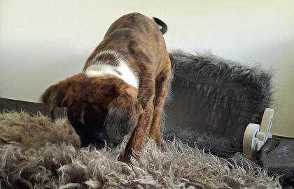 Old english bulldog-Red Fox Labrador welpen