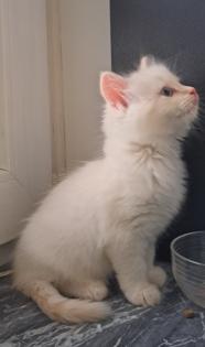 Kitten Kätzchen nur noch Ellie Neva Masquarade sibirische Katze
