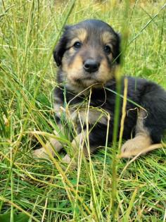 Border Collie - Labrador Welpen Mischlinge