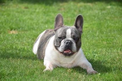Französische Bulldogge