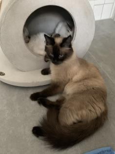 Kitten Siam / Balinese