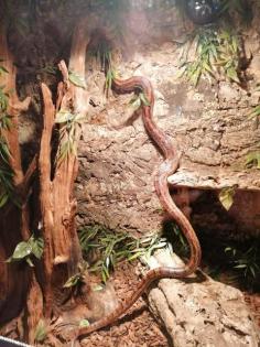 Kornnatter mit Terrarium abzugeben