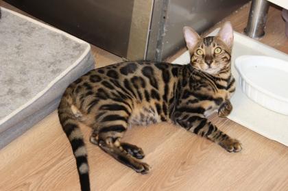 Kater Reinrassig Bengal Kater