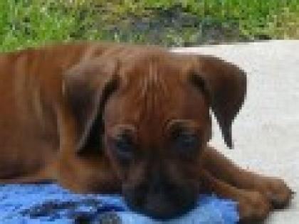 Rhodesian Ridgeback WELPEN
